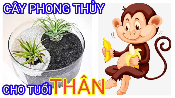 4. Những cây phong thủy hợp với người tuổi Thân 2004: