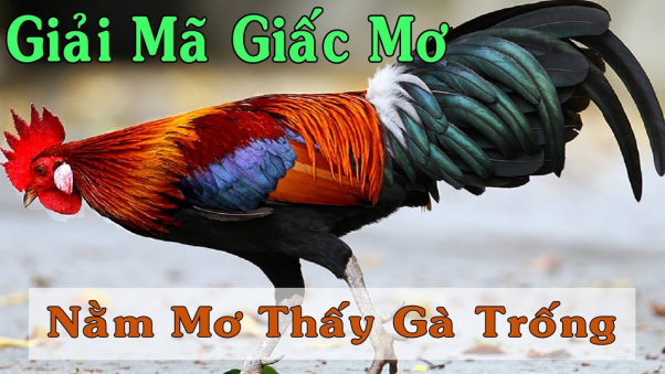 2. Một số giấc mơ khác liên quan đến gà